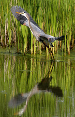 Heron