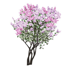 Bush of the blossoming filetovy lilac