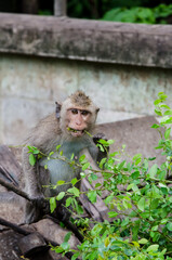 Young monkey eating leaf