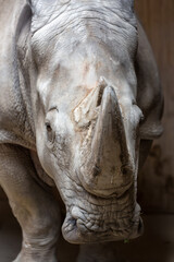 Naklejka premium Close up portrait of white rhinoceros square-lipped rhinoceros
