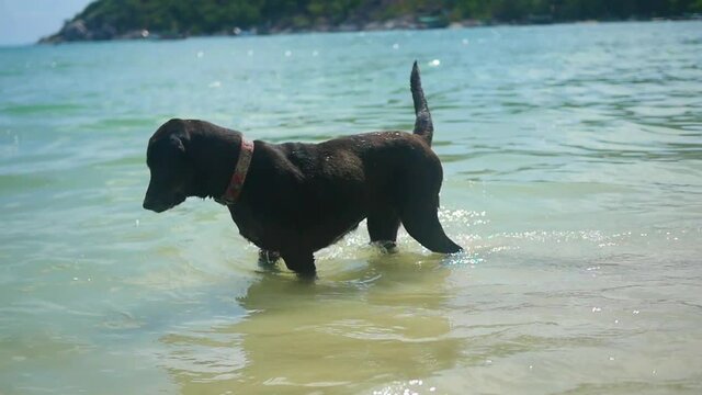 funny dog plays in the water with sea waves