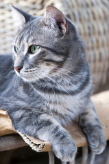 Grey Cat resting outdoors 
