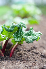 Growing rhubarb