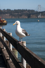 Seagull on pier in San Francisco 