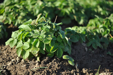 strawberry plant in spring in soil