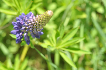 Sunny abstract green nature blurred background with wild flower, selective focus