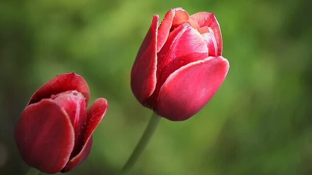 Two beautiful dark red flowers
