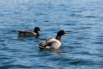 Ducks in water-2