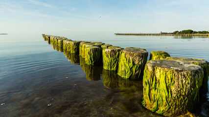 breakwater covered with green algas