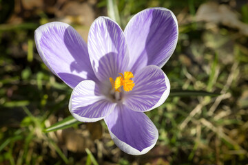 close up of some crocuses in spring