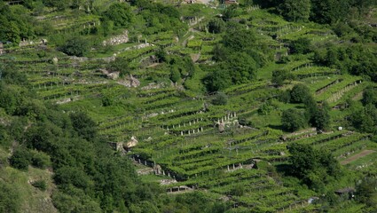 Weinberge bei Carema mit Pergolaweinbau