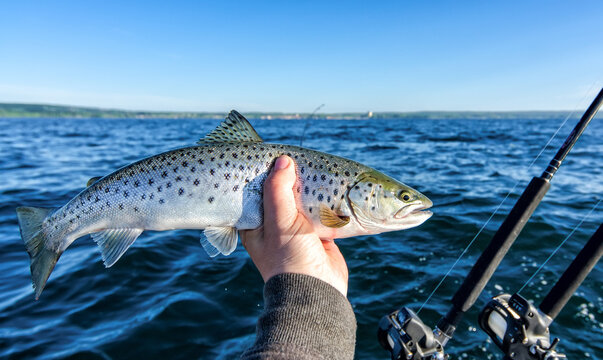 Angler holding small lake trout