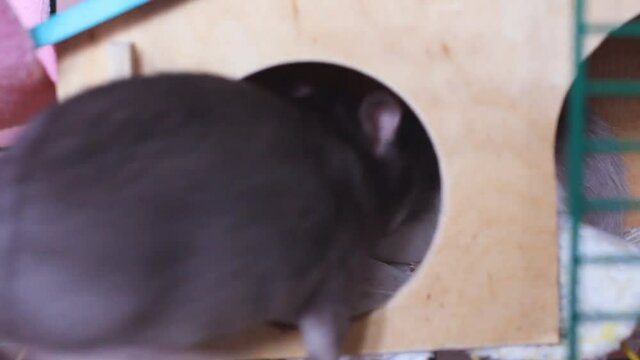 Cat and mouse in woodlands HD