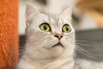 Selective focus of close up cat eye.