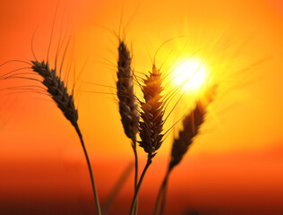 Naklejka na ściany i meble Ears of wheat in the field. Evening light