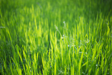 Fototapeta na wymiar Background with green grass