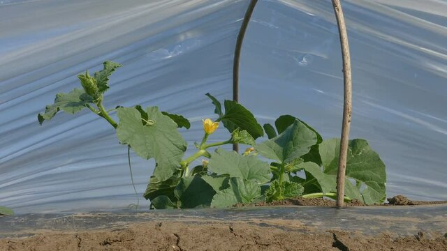 Blossoming melon plant under small protective plastic greenhouse
