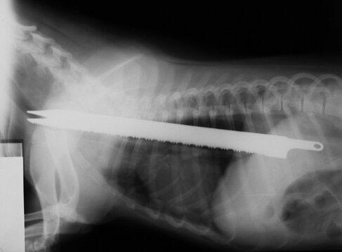 Foreign object - bread knife in the dog's esophagus. Real x-ray image