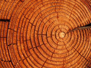 Cross section of a tree stump