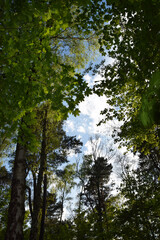 Sky in the woods