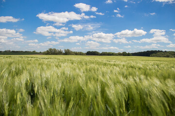 
Cereal field in the wind on a sunny day with blue sky
