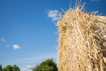 Fototapeta na wymiar Straw bales in the field on a sunny day with blue sky in the summer in germany
