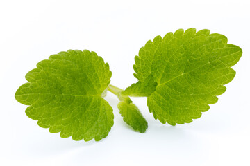 Fresh mint leaves isolated on white background. © gitusik