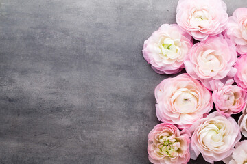Pink beautiful ranunculus on gray background.