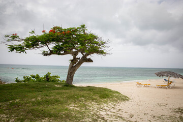 A tree on the Beach