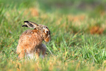 Brown Hare 