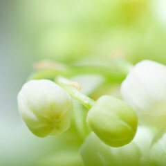 flowers Lily of the valley closeup
