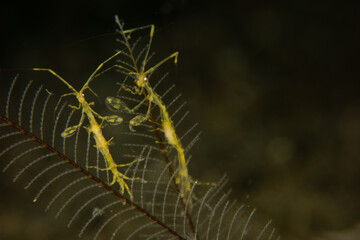 Skeleton Shrimp