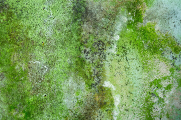 mossy concrete wall grunge texture	