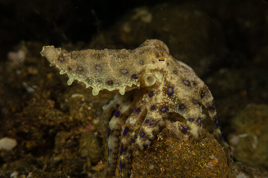 Blue Ring Octopus