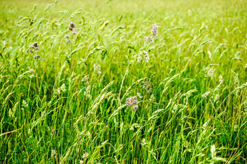 wild field with golden sunlight