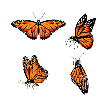 butterfly Monarch Butterfly, Danaus plexippus
