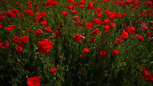 Beautiful footage of a large field of red poppies in the background. Landscape of nature. Natural background, motion video