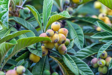 Bunch of ripe loquats in the tree