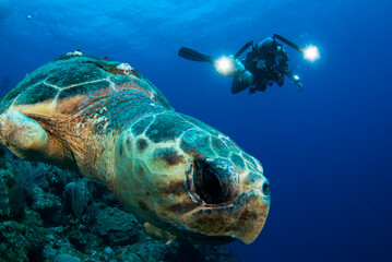 A lucky scuba diver catches up with a friendly loggerhead sea turtle to film the wildlife in his natural environment