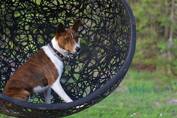 Basenji dog on grass outdoor.