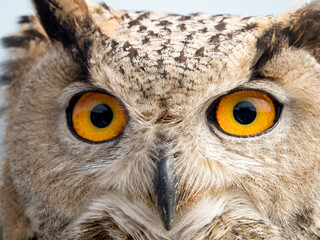 Close up portrait of an eagle owl (Bubo bubo) with yellow eyes