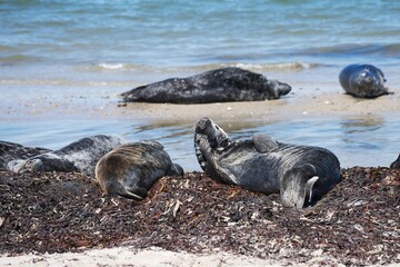 Group of adult and young greal seals taking the rest on the sand and pebble beach on the coast or shore of North sea island Helgoland in Germany during the sunny but cold spring day. North atlantic.