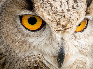 Close up portrait of an eagle owl (Bubo bubo) with yellow eyes