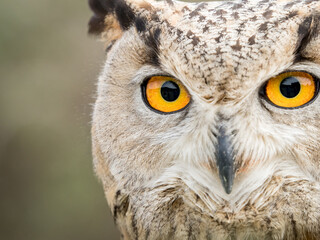 Close up portrait of an eagle owl (Bubo bubo) with yellow eyes - 157580804