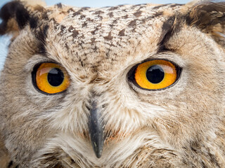 Close up portrait of an eagle owl (Bubo bubo) with yellow eyes