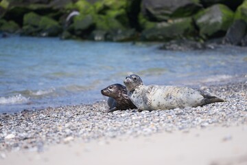 Beautiful Picture of two grey seals on the pebble beach with big wawe barrier behind in background. Picture taken in sunny spring day in North sea island Helgoland in Germany. North atlantic animals.