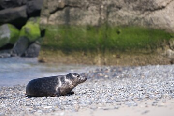 Beautiful Picture of young grey seal on the pebble beach with big wawe barrier behind in background. Picture taken in sunny spring day in North sea island Helgoland in Germany. North atlantic animal