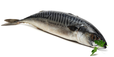 atlantic mackerel fish isolated on white background