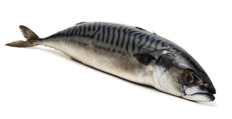 atlantic mackerel fish isolated on white background