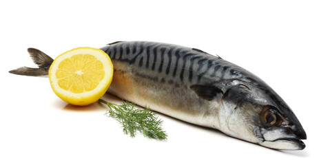 atlantic mackerel fish isolated on white background